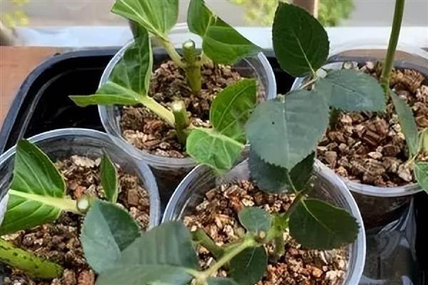 月季剪枝插土的时间,春季和秋季均可扦插