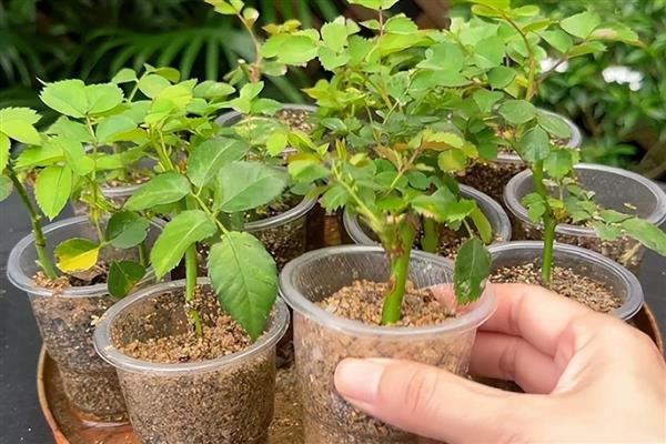 月季剪枝插土的时间,春季和秋季均可扦插