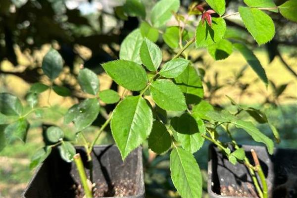 月季剪枝插土的时间,春季和秋季均可扦插