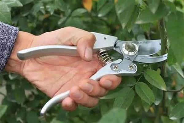 月季剪枝插土的时间,春季和秋季均可扦插