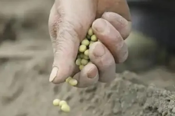 毛豆的收获时间，北方地区一般在秋季收获