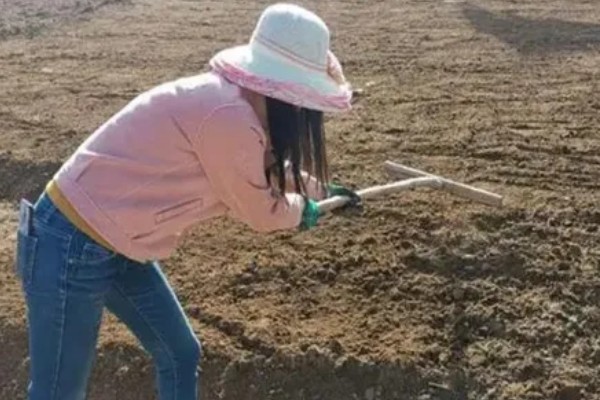 毛豆的收获时间，北方地区一般在秋季收获