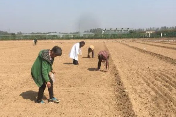 毛豆的收获时间，北方地区一般在秋季收获