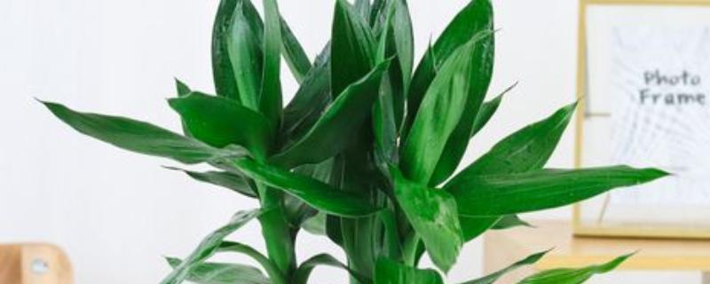 观音竹能否养在卧室中，养在卧室内可以吸收有害气体