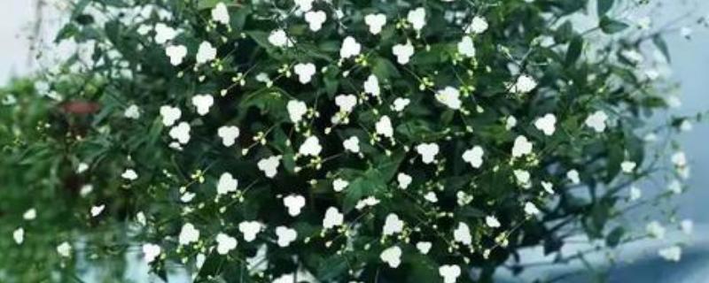 如何养殖婚纱吊兰，春秋季节每隔2-3天浇一次水