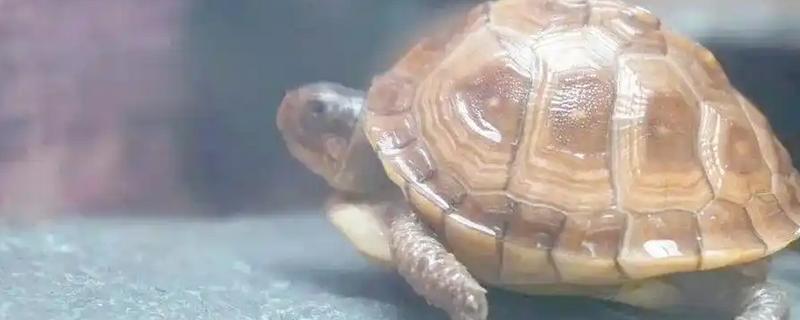 乌龟常见的体内寄生虫，有吸虫、原虫