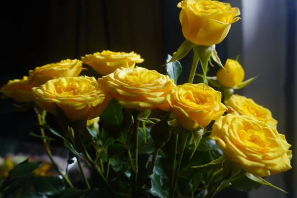 77朵玫瑰花代表的含义，寓意久别重逢的开心与思念