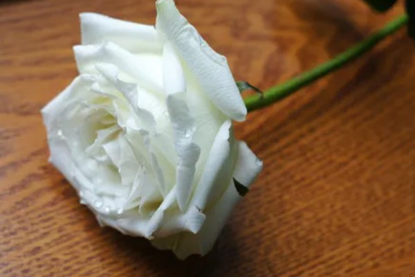 77朵玫瑰花代表的含义，寓意久别重逢的开心与思念