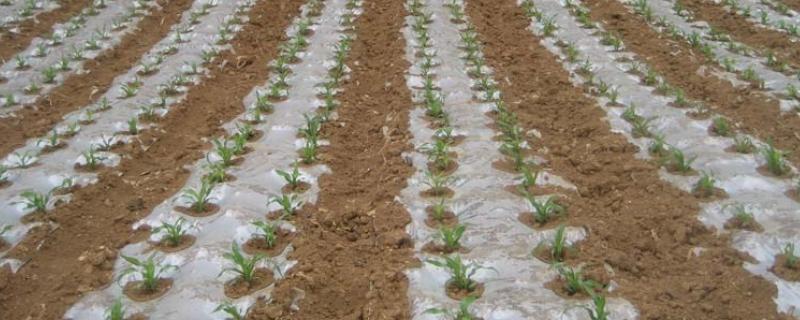 农膜的种类，分为无色透明地膜、黑色地膜等类型