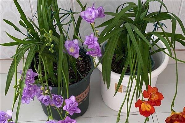 香雪兰花香有没有毒,香雪兰花香无毒