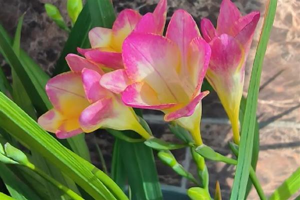 香雪兰花香有没有毒,香雪兰花香无毒