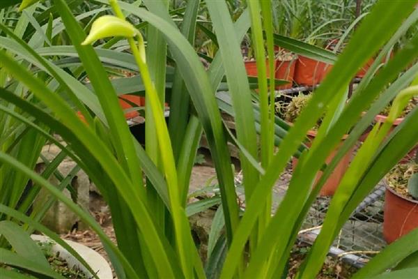 香雪兰花香有没有毒,香雪兰花香无毒