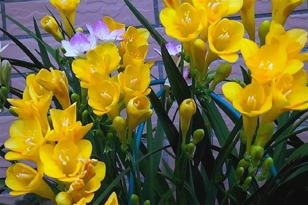 香雪兰花香有没有毒,香雪兰花香无毒