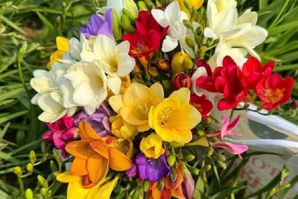 香雪兰花香有没有毒,香雪兰花香无毒