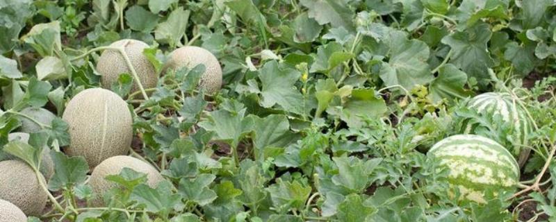 露地甜瓜的高产栽培技术，播种前需要浸种