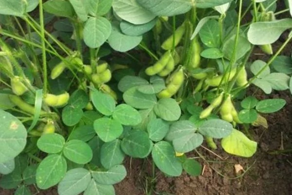 毛豆的收获时间，北方地区一般在秋季收获
