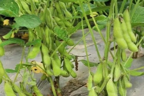毛豆的收获时间，北方地区一般在秋季收获