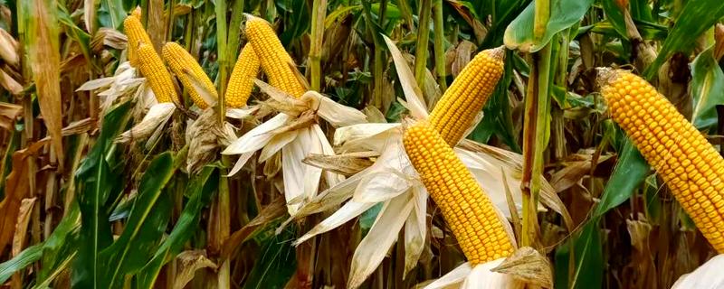 大丰26号玉米种子的简介，生育期为130天左右