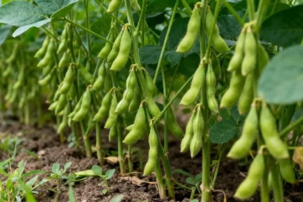 毛豆的收获时间，北方地区一般在秋季收获