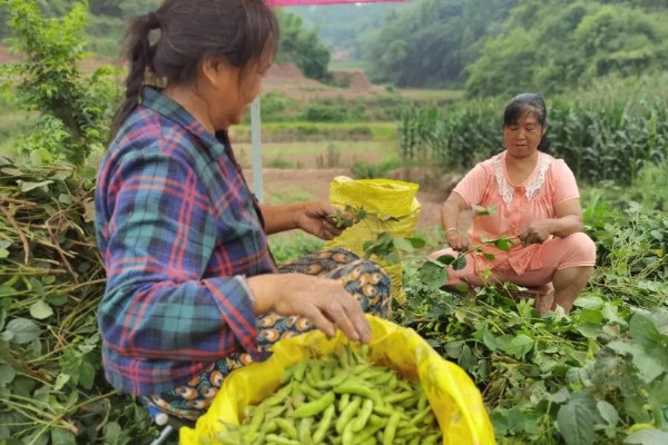 毛豆的收获时间，北方地区一般在秋季收获