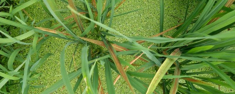 造成水稻叶子发红的原因，可能是温度过高导致