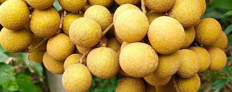 龙眼的价格，各个地区的价格不同