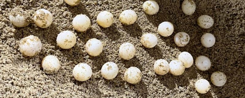 鳄龟什么时候产蛋，5-9月份产卵