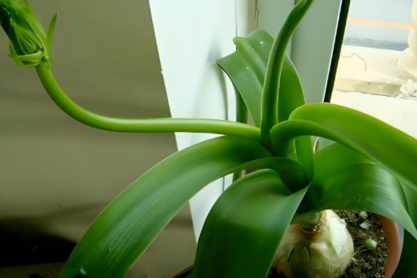 虎眼万年青的浇水方法，不同生长期的浇水方法不同