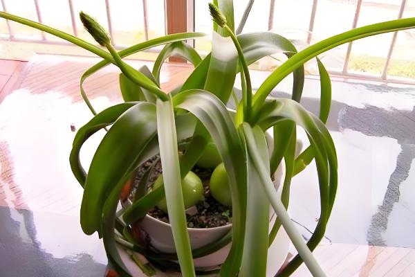 虎眼万年青的浇水方法，不同生长期的浇水方法不同