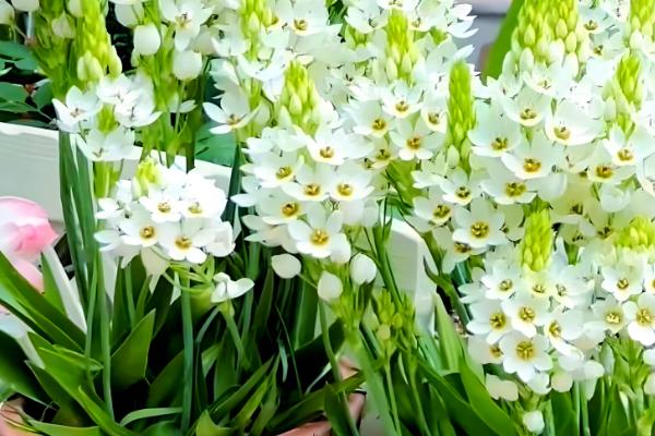 虎眼万年青的浇水方法，不同生长期的浇水方法不同