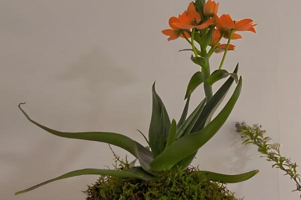 虎眼万年青的浇水方法，不同生长期的浇水方法不同