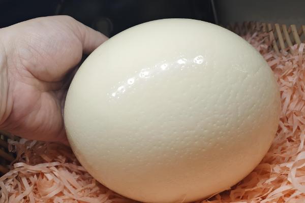 鸵鸟蛋多大一个,高度约15厘米