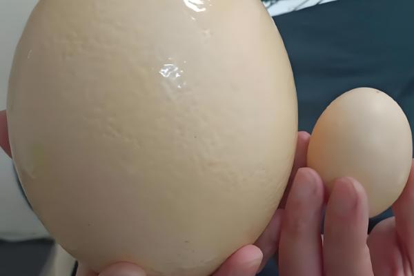 鸵鸟蛋多大一个,高度约15厘米