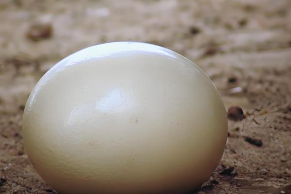 鸵鸟蛋多大一个,高度约15厘米