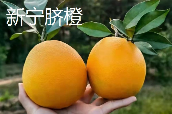 橙子软了能不能食用，只要没变质就可以吃