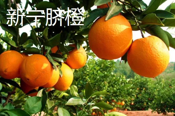 橙子软了能不能食用，只要没变质就可以吃