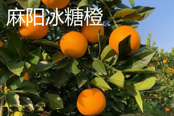 橙子软了能不能食用，只要没变质就可以吃