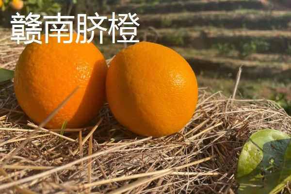 橙子软了能不能食用，只要没变质就可以吃