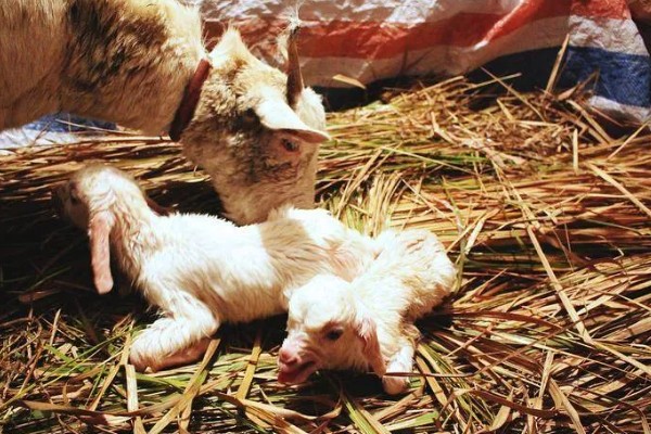 羊怎么养殖,要注重卫生和清洁饮用水