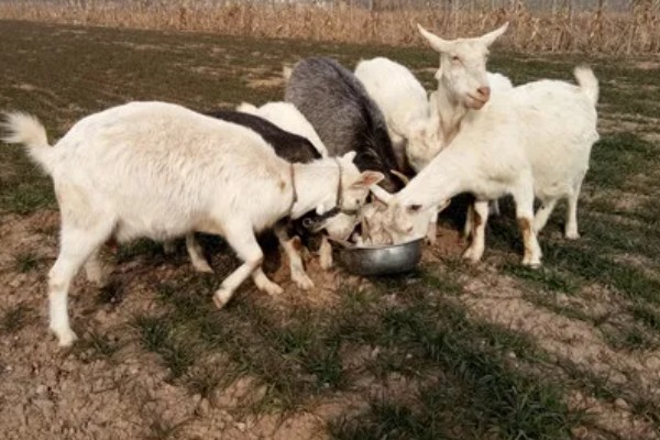 羊怎么养殖,要注重卫生和清洁饮用水