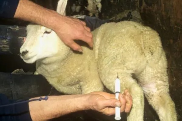 羊怎么养殖,要注重卫生和清洁饮用水