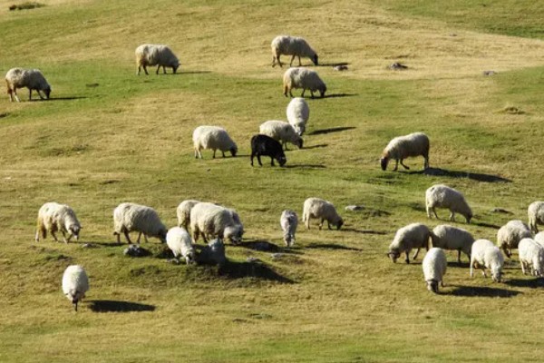 羊怎么养殖,要注重卫生和清洁饮用水