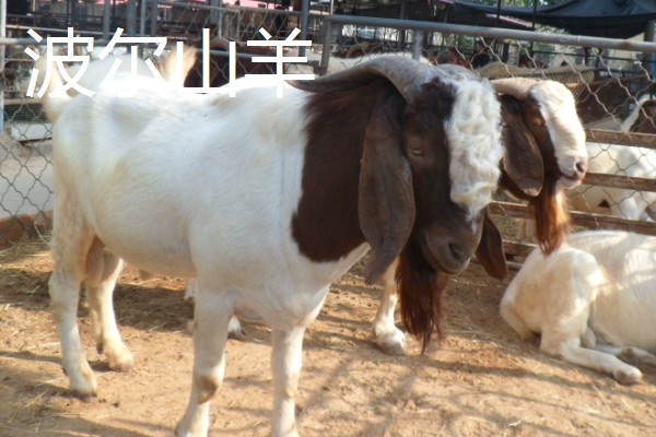 羊怎么养殖,要注重卫生和清洁饮用水