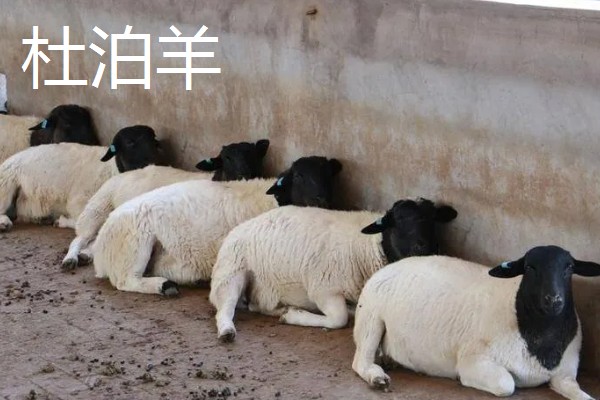 羊怎么养殖,要注重卫生和清洁饮用水