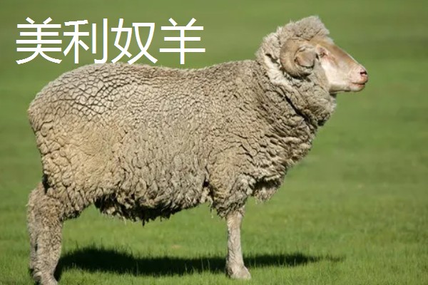 羊怎么养殖,要注重卫生和清洁饮用水