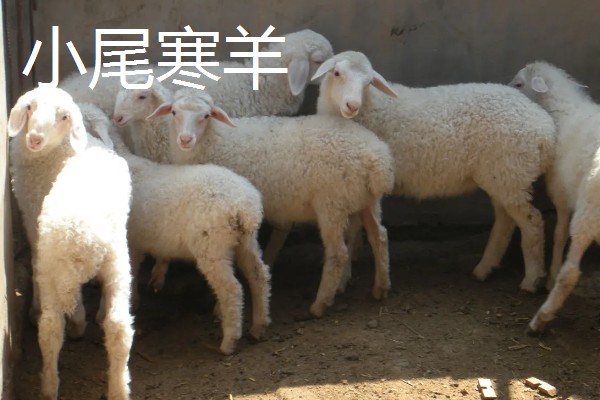 羊怎么养殖,要注重卫生和清洁饮用水