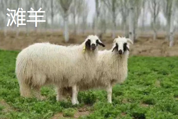 羊怎么养殖,要注重卫生和清洁饮用水