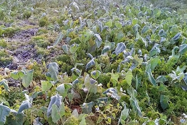 稻茬油菜受冻害后如何解决,及时清挖三沟排水