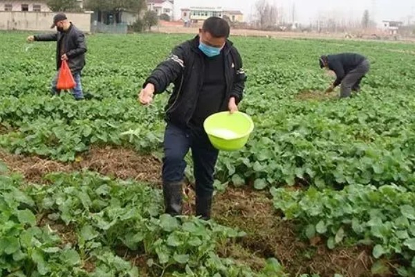 稻茬油菜受冻害后如何解决,及时清挖三沟排水