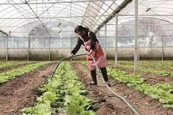 夏季大棚种植管理技术，要选择早晨或傍晚进行